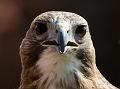 Red-tailed Hawk 2